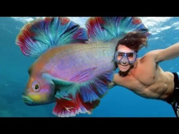 Video: Top 10 Most Beautiful Fishes in the World
